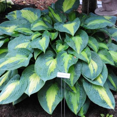 Hosta 'Paradise Glory'